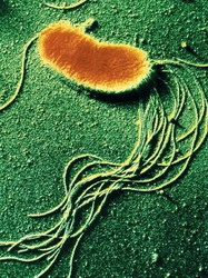 микробиологи утверждают: многоклеточность — сплошное жульничество
