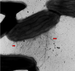 микроб geobacter производит бионаноэлектропровода