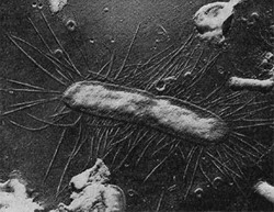 роль l-форм бактерий в патологии некоторых особо опасных инфекций