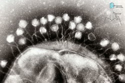 бактериофаги 2