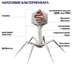 бактериофаги