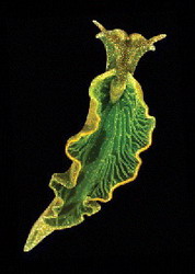мембраны хлоропластов