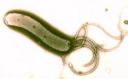 строение helicobacter pylori