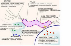 факторы вирулентности helicobacter pylori
