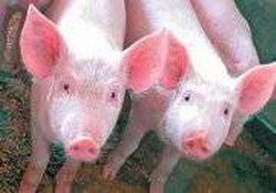 пора доить… свиней